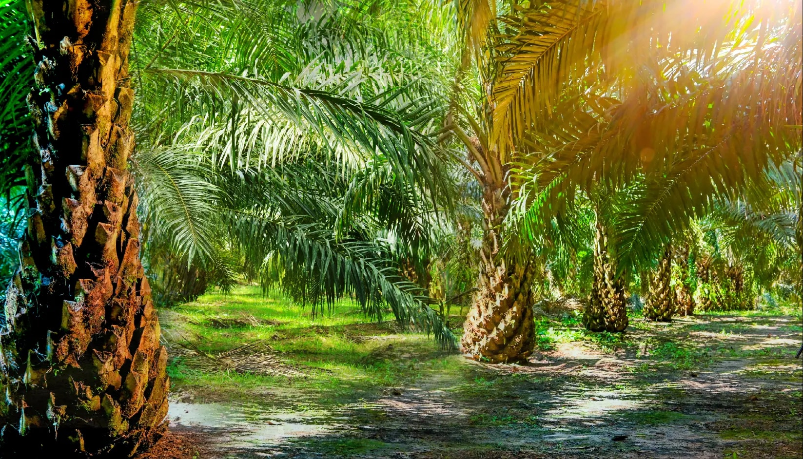 Permata Group company profile — plantation and facilities