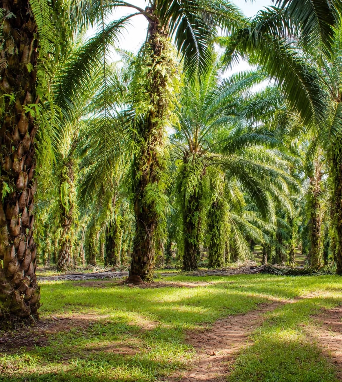 Biodiversity & Land Use