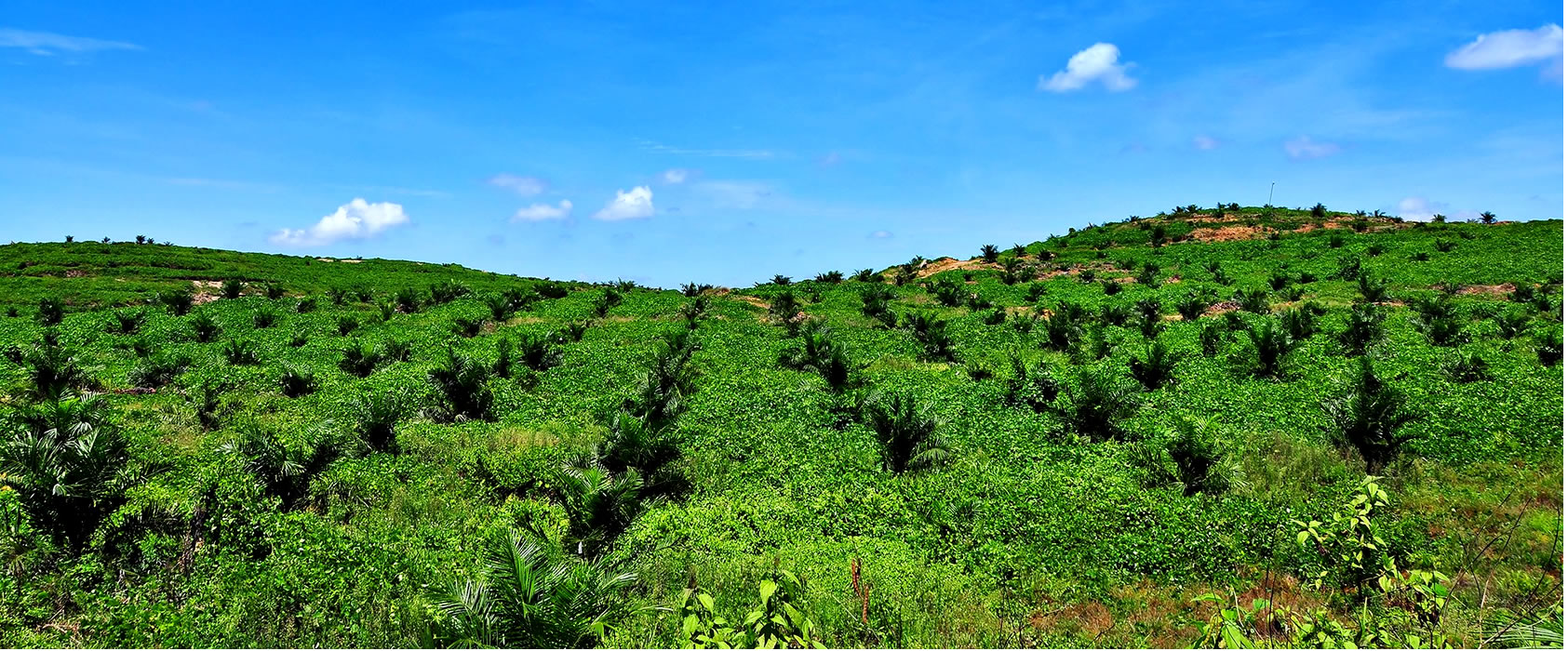 Permata Hijau Group - Palm Oil Corporation